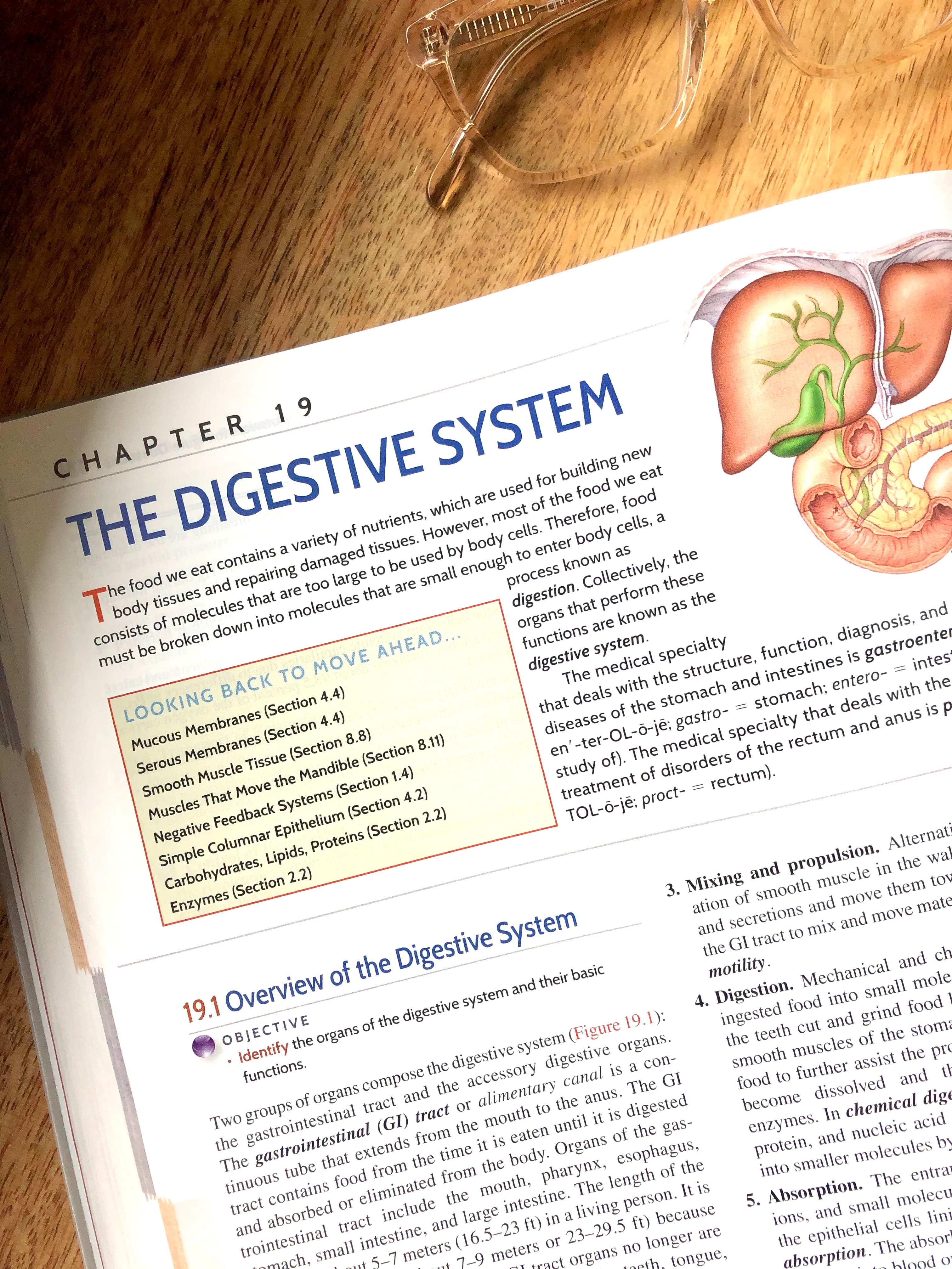 Beyond Probiotics: How Digestion Actually Works